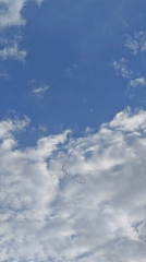 Birds fly V-formation over Russian location, dog rests nearby