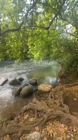 A natural scene with a river flowing through a wooded area. Large tree branches with green leaves overhang the riverbank. Several rounded rocks are in the shallow water near the bank. Exposed tree roots are visible on the bank among fallen leaves. The water is clear and appears to be flowing gently. Sunlight filters through the leaves, creating dappled light on the water and ground.