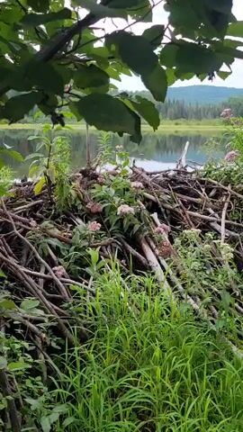 The video begins with a view of a beaver lodge constructed from sticks and debris, situated on the edge of a calm body of water. Lush green vegetation, including tall grasses and flowering plants with pink blossoms, surrounds the lodge and the water's edge. In the background, a dense forest with rolling hills can be seen under an overcast sky. The camera then pans to the right, following a small, shallow stream. The stream flows over rocks and submerged logs, with more green foliage lining its banks. The water is clear, allowing visibility of the streambed. The scene appears to be a natural, undisturbed wetland environment.