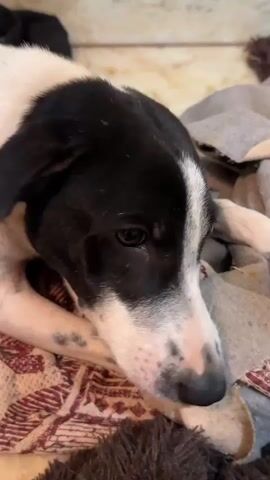 A black and white dog rests on blankets. The dog is lying down and looking towards the camera. Its head is resting on a stuffed toy or blanket. The dog's nose is nudging the toy. The dog's eyes are open and it appears to be calm. The background is out of focus, but appears to be an indoor setting with neutral colors.