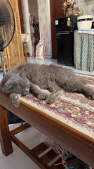 Cats, a toddler, and a rooster: a quiet Cirebon morning at home