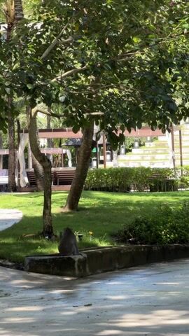The video shows a gray monkey sitting on a concrete ledge in a well-manicured lawn area. The monkey faces away from the camera, looking out at the green grass. Behind the monkey are trees, bushes, and lounge chairs under a gazebo-like structure. The environment appears to be a resort or park setting. The foreground includes a patterned, light-colored walkway leading to the grassy area. Sunlight filters through the trees, creating dappled shadows on the ground.