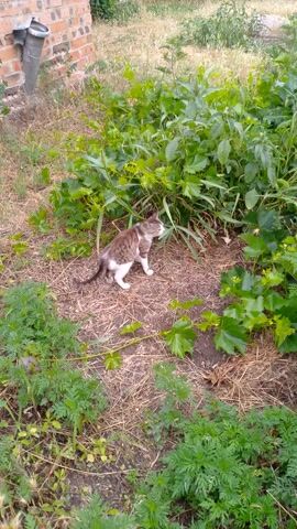 This is an aerial shot of a cat lying on dry grass amidst green plants. The cat is brown and white and appears to be resting. To the left of the cat, there is a patch of green vegetation. To the right and below the cat, there are more green plants and dry grass. In the bottom left corner of the frame, a brick wall and a metal pipe are visible. The scene appears to be outdoors in a garden or yard setting.