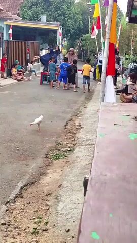 The video shows an outdoor scene on a street. A white chicken is walking in the foreground on the left side of the street. In the background, a group of children and adults are gathered. Several children are in the middle of the street, some wearing athletic clothing, and appear to be participating in a game or activity. Adults are standing and observing, some wearing hijabs. There are colorful flags and decorations visible, suggesting a festive occasion. Buildings and trees are present in the background, indicating a residential area.