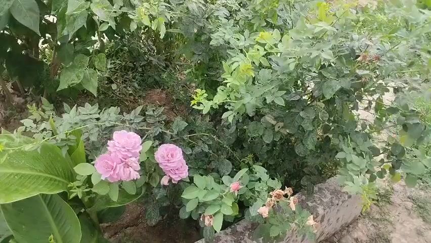 The video shows a close-up of a rose bush with pink roses and green leaves. The bush is dense with foliage, and some dried rose petals are visible. The background is blurred, but appears to be an outdoor setting with more greenery and what looks like a building or structure. The camera pans slightly, offering a view of the surrounding area which includes more plants, a yellow hose, and what appears to be a black bucket. The sky is overcast.