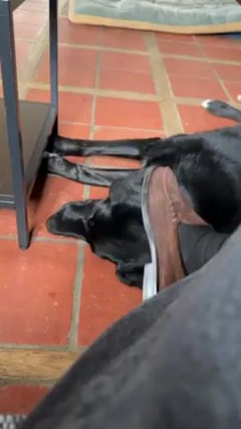 A person wearing gray pants and brown suede loafer style shoes is sitting near a sleeping black Labrador retriever dog, which is resting on reddish brown tile. The dog is lying stretched out under the edge of a dark colored table. In the background, part of a dog bed is visible.