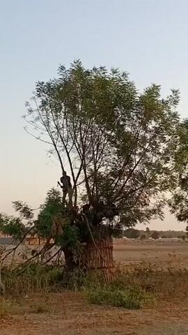A person is in the upper middle of a large tree cutting branches. The tree trunk is surrounded by a woven structure. A field with some grass is in the foreground and background. Additional trees and a small building are visible in the distance. The sky is light-colored. The overall impression is of a rural environment.