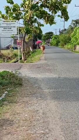 A cow walks down a rural road, heading away from the camera. To the left of the road, a sign is visible. Beyond the cow, several motorcycles are also traveling down the road, some with riders and some with passengers. A small cart is being pulled by a motorcycle on the right side of the road. The road is paved and lined with trees and vegetation. The sky is clear and blue.
