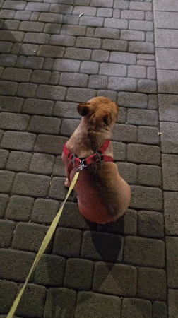 Evening stroll with a French Bulldog through Krasnodar's lit streets