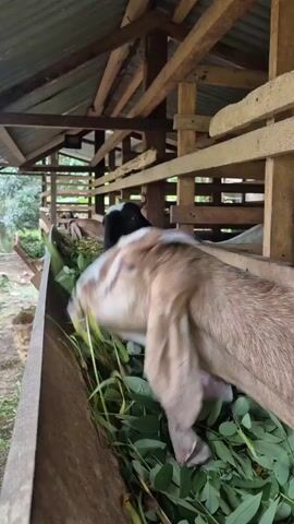 A close-up shot shows a light brown goat with white markings on its face eating from a wooden trough filled with green leaves and stalks. The goat's long ears hang down, and its eyes are partially closed as it chews. Behind it, a black and white goat is also eating. The goats are housed in a simple wooden enclosure with a corrugated metal roof. The background is blurred, suggesting a natural environment with trees. The lighting is natural, and the overall atmosphere is peaceful.