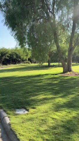 The video shows a green grassy field with scattered trees under a sunny blue sky. The camera appears to be moving across the field, possibly from a vehicle. The grass is lush and well-maintained. The trees are various shapes and sizes, casting shadows on the grass. The overall scene is peaceful and scenic.