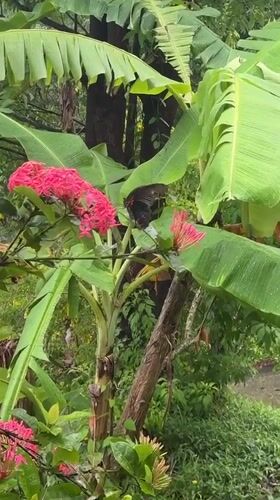 Dark red-marked butterfly feeding on pink flowers in Karon