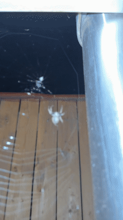Spider observed in web near pipe in Luxembourg