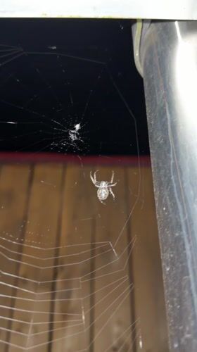 Spider observed in web near pipe in Luxembourg