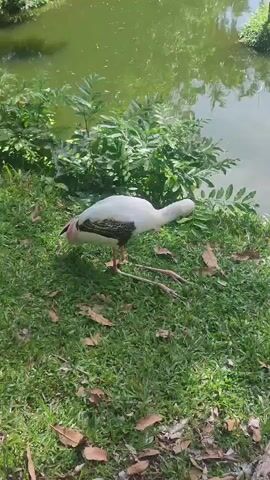 A single bird is standing on a patch of green grass covered in brown leaves, near a body of water. The bird is white with black and white markings on its back and a pinkish-orange head and beak. The bird is facing left and looking down at the ground. Behind the bird is a pond or lake and some green plants. The water is reflective, showing the trees overhead.