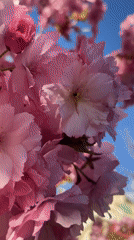 Spring cherry blossoms frame Sofia's Alexander Nevsky Cathedral
