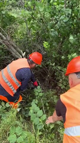 Two individuals wearing orange safety vests and orange hard hats are clearing brush. The person on the left is using a chainsaw to cut through branches in a dense, leafy wooded area. The person on the right is facing away from the camera and appears to be observing or assisting. The ground is covered with grass and fallen leaves.