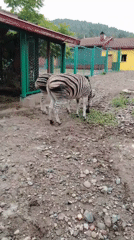 Wide-ranging tour through Krasnoyarsk Zoo's animal enclosures