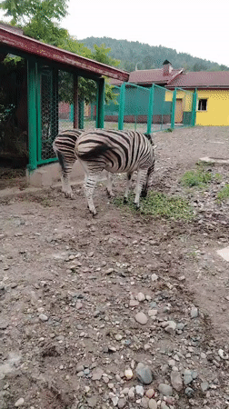 Wide-ranging tour through Krasnoyarsk Zoo's animal enclosures
