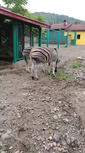 Wide-ranging tour through Krasnoyarsk Zoo's animal enclosures