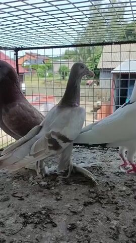 This media file captures a close-up view of three pigeons inside a wire cage. The pigeons are of different colors: one is predominantly brown, another is light gray with brown markings, and the third is white with black markings on its tail and a few black spots on its body. The cage appears to be outdoors, as suggested by the background which shows houses, trees, and a fence. Beyond the fence, there are two vans, one light blue and the other white, and what seems to be a red tractor or agricultural vehicle. The ground inside the cage is rough and dirty, with scattered debris. The lighting suggests it is daytime, and the sky is clear, indicating fair weather. The pigeons are standing calmly within the cage. There is no visible text in the media file. The location context is Zakrzewo-Kopijki, Poland.