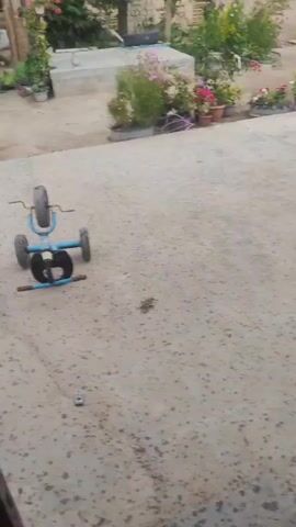 This video, filmed in Kara-Bak, Kyrgyzstan, offers a glimpse into an outdoor residential setting. The primary subjects are a small, blue, three-wheeled toy, likely a child's tricycle, and a miniature toy car placed on a paved surface. The scene is set in a yard with various potted plants, some in bloom with pink and red flowers, adding splashes of color. Behind the plants, a low stone wall and a simple, open-sided structure are visible, suggesting a functional outdoor space.

The activity taking place is unclear, as the video primarily focuses on static shots of the toys and the surrounding environment. There are no people actively engaged in the scene, though a shadowy figure can be seen in the background near a large tree, adding a subtle sense of human presence without clear interaction.

Notable details include the overcast sky, indicating a diffused light that suggests it might be morning or a cloudy afternoon. The presence of lush green trees and foliage points to a temperate climate. The overall mood is quiet and still, with the focus on the small toys and the natural elements of the yard. There is no visible text in the video. The setting appears to be a casual, everyday outdoor area, possibly a backyard or patio.