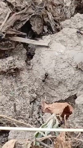 The media file shows a close-up, ground-level view of several black ants moving across a dry, textured surface composed of dirt, small rocks, and dead leaves. The ants are the primary subjects, with at least five visible in various stages of movement. One ant in the foreground appears larger and is carrying something, possibly food. The ants are scattered across the rough terrain, with some heading towards a dark crevice or opening in the ground, suggesting they are part of a colony or trail.

The scene is outdoors, indicated by the natural elements like dirt, leaves, and dried vegetation. The lighting suggests it is daytime, though the specific time of day and weather conditions are not discernible. The overall impression is one of natural activity within an earthy, somewhat arid environment. There is no visible text in the media file. The location context provided, Кош-Дөбө, Kyrgyzstan, implies a rural or natural setting within that geographical region. The focus is purely on the ants and their immediate environment, with no human presence or man-made objects other than possibly a thin, white string-like object partially visible at the bottom of the frame, the nature of which is unclear. The ants' movements are the sole activity depicted.