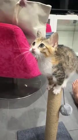 A calico kitten sits on top of a scratching post. The kitten is looking up and to the left of the frame. The kitten then moves its head down and to the right, appearing to sniff something below it. The kitten then looks back up and to the left. The kitten is on a scratching post with a gray ball attached to it. There is a pink chair to the left of the frame. There are also feet of a person in the bottom right of the frame.