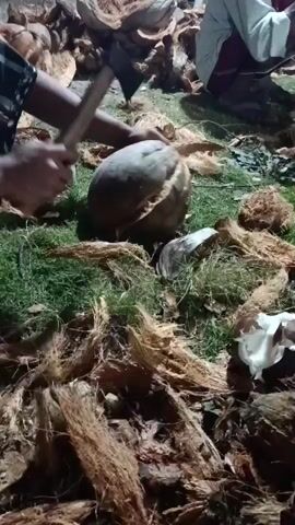 The video captures a nighttime scene in Kedung Dowo, Indonesia, showing the manual de-husking of coconuts. In the foreground, a person wearing a dark, patterned shirt is actively working on a large coconut. They use a blunt tool, possibly a hammer, to strike the coconut repeatedly, separating its fibrous husk. The ground is covered with green grass, heavily strewn with discarded brown coconut husks, indicating a significant amount of work has been done.

Several other coconuts, some whole and others partially de-husked, are visible scattered around the work area. In the background, another individual is partially visible, also seated amidst the piles of coconut husks, suggesting a collaborative or communal effort. The scene is illuminated by an artificial light source, casting shadows and highlighting the task at hand, which points to the activity occurring after sunset. The environment appears to be an outdoor space, likely a designated area for processing coconuts. The atmosphere is one of focused labor, with no discernible emotional expressions. There is no visible text within the video frame. The footage offers a glimpse into the traditional and labor-intensive process of preparing coconuts in a tropical region.
