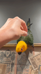 Parrot perches on framed currency display, gets a gentle pat