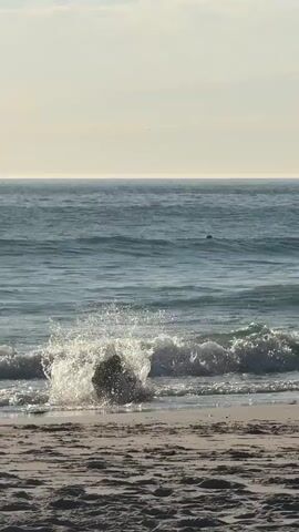 A black dog is playing fetch in the ocean. The dog runs into the water, retrieves a ball, and returns to the beach. A person is swimming further out in the ocean. The scene takes place on a sunny day with a sandy beach and moderate waves.