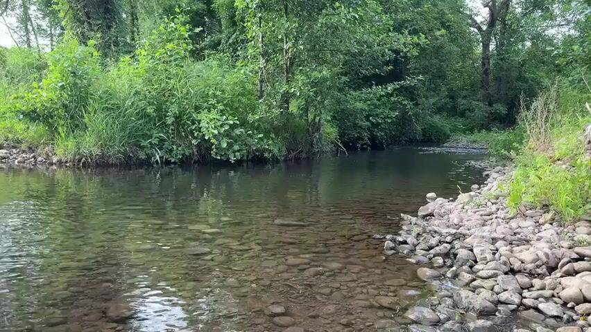 The video shows a view of a shallow, clear river or stream. The riverbed is visible, covered in smooth, grey stones. On the left bank, tall green grass and lush trees create a dense natural border. On the right bank, a rocky shore is visible, also covered with smooth, grey stones. In the center of the river, a splash of water erupts from the surface, indicating something has entered the water. The water disturbance is brief, with ripples spreading outwards. The surrounding environment is verdant and appears to be a natural, wooded area.