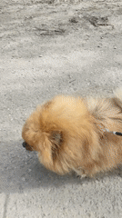 Man walks Pomeranian dog through Fryazino neighborhood
