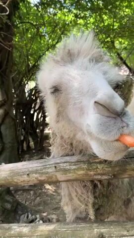 The video shows a white Bactrian camel peering over a wooden fence. The camel's face, covered in a thick, shaggy coat, is prominently featured. The trees and blue sky can be seen in the background. The video seems to be shot at an outdoor location such as a zoo or wildlife park.
