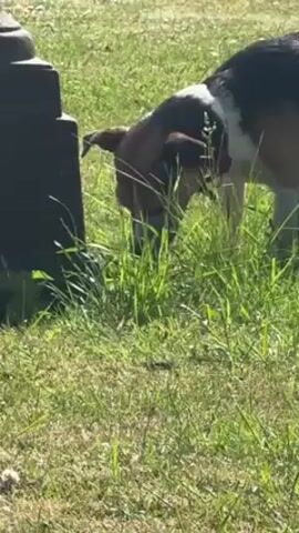 Here is a description of the video:

The video shows a beagle dog sniffing the ground near a black cylindrical object in a grassy area. The dog has a brown head, a white chest, and a black back. The grass is green and relatively tall. The lighting suggests it is a sunny day.  The dog's behavior indicates it is exploring and possibly searching for scents in the grass.