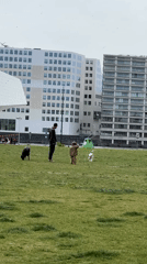 Park gathering with people, dogs recorded in Amsterdam
