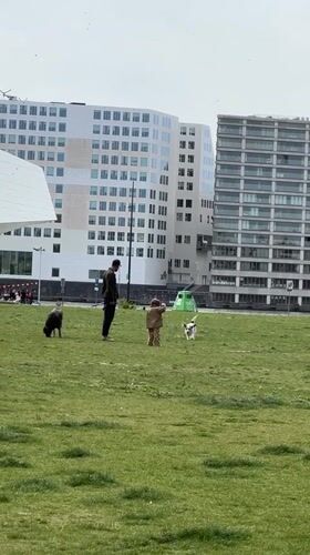 Park gathering with people, dogs recorded in Amsterdam