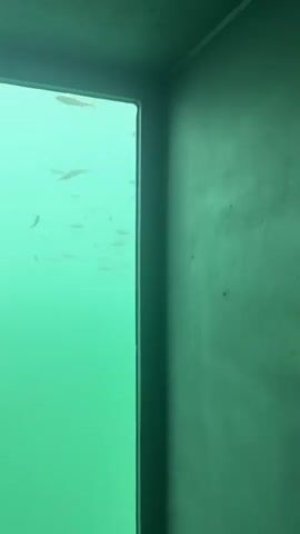 The video captures an underwater scene viewed through a glass pane, likely from a submersible or an underwater observatory. The primary subjects are numerous small, silvery fish swimming in a school against a greenish-blue backdrop of water. The environment appears to be a natural body of water, possibly a lake or the sea, given the clarity and color.

The video opens with a view of the underwater world, showing the fish as the central focus. The camera then pans slightly, revealing a dark, vertical structure on the right side of the frame, which appears to be a wall or part of the viewing structure. As the video progresses, the perspective shifts, and the last few seconds show a staircase, suggesting that the viewer is moving from an underwater area to an above-water location. The lighting in the underwater scenes is diffused, indicative of natural light filtering through the water. The overall mood is tranquil and observational, focusing on the movement and presence of the fish.

There is no visible text within the video. The time of day and weather are not explicitly indicated, but the natural light suggests it is daytime. The presence of a staircase hints at an engineered structure for viewing the underwater environment, which, combined with the previous footage of fish, points towards a location like an aquarium or a specialized underwater viewing facility. Given the context of Zug, Switzerland, this could be an observation point for Lake Zug.