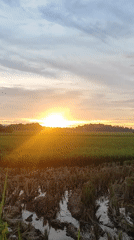Rice paddies captured on video near Lhokseumawe, Indonesia