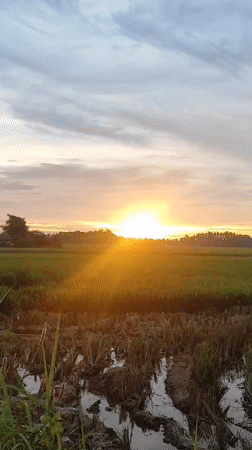 Rice paddies captured on video near Lhokseumawe, Indonesia