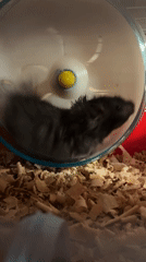 A black hamster living its best cage life.