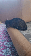 Tabby cat lounging around a Sokolov living room