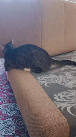 Tabby cat lounging around a Sokolov living room
