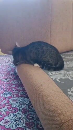 Tabby cat lounging around a Sokolov living room