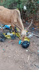 Cow and market scenes captured minutes apart in Arambol