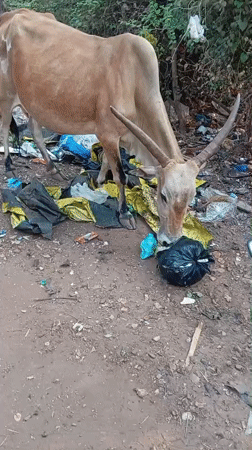 Cow and market scenes captured minutes apart in Arambol