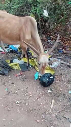Cow and market scenes captured minutes apart in Arambol