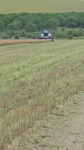A combine harvester is shown in a field, cutting a crop. The field has been partially harvested, with stubble visible in the foreground. The combine is moving from left to right in the frame, and a trail of cut crop is visible behind it. In the background, there is a line of trees. The sky is overcast.
