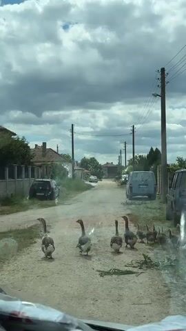 A flock of domestic geese, including adults and goslings, walks down a dirt road in a rural village. The geese are moving from left to right across the frame. Several houses with red-tiled roofs and fences line the road. Cars are parked on the side of the road and in driveways. Utility poles with power lines are visible along the street. The sky is cloudy, with patches of blue showing through. The video appears to be filmed from inside a vehicle.