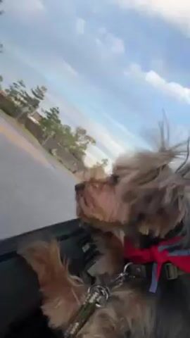 A small, brown and black terrier-like dog wearing a red bandana and a green harness leans out of a car window. The car is in motion, and the dog’s fur is blowing in the wind. The background shows a street with trees and buildings under a blue sky with white clouds. The shot is taken from inside the car, looking out at the dog and the passing scenery.